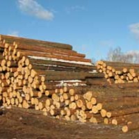 Ukraina.Drewno opalowe.Cena 15 zl/m3 - zdjęcie 1