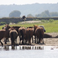 Gospodarstwa,grunty rolne na Ukrainie.Cena 150 zl/hektar - zdjęcie 1