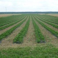 sadzonki truskawki odmiana MARMOLADA - zdjęcie 1