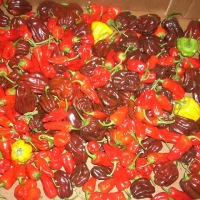 Papryka ostra chili habanero  - zdjęcie 1