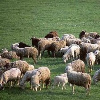  Ukraina.Owce kozy miesne 140 zl/szt,jagniecina 3 zl/kg.10tys.ha niekoszonych nieuzytkow do zagospodarowania pod fundusze, dotacji UE.Utworzenie gospodarstwa ekologicznego zajmujacego sie chowem i hodowla koz rodowodowych rasowych.Oferujemy bardzo cenne m - zdjęcie 1