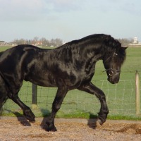 piękne i wytrenowany koń fryzyjski do nowego domu - zdjęcie 1