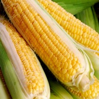 Polecamy nasiona kukurydzy - zdjęcie 1