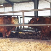 Skup bydła rzeźnego - zdjęcie 1
